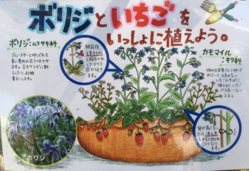イチゴと相性のいいハーブボリジ コンパニオンプランツの混植効果 家庭菜園インフォパーク