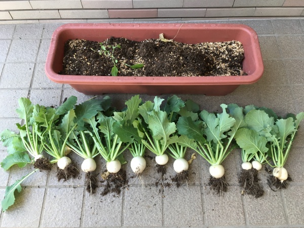 小カブの育て方 プランター栽培で初心者が収穫できる方法 家庭菜園インフォパーク