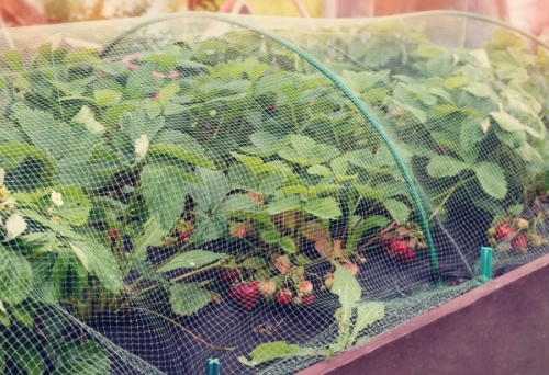 5月のイチゴの育て方 栽培管理と作業 家庭菜園インフォパーク