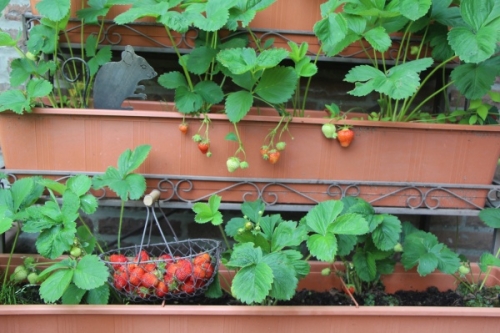 10月のイチゴの育て方 栽培管理と作業 家庭菜園インフォパーク