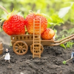11月のイチゴの育て方！栽培管理と作業