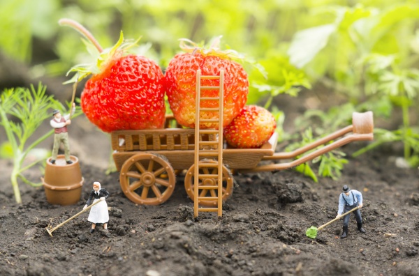 11月のイチゴの育て方 栽培管理と作業 家庭菜園インフォパーク