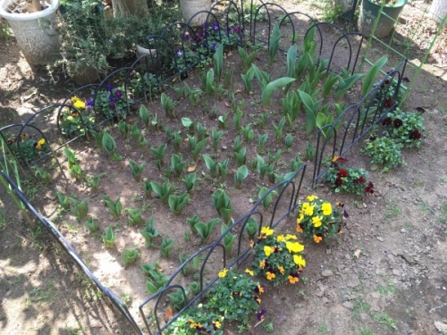チューリップの植え方 球根の深さと間隔と向きがきれいに見えるコツ 家庭菜園インフォパーク