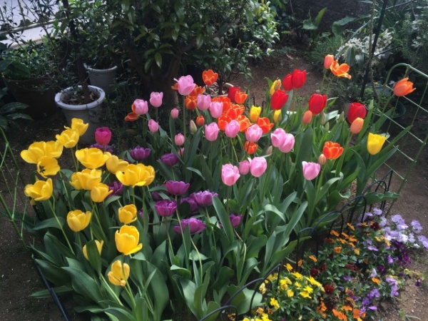 チューリップを花壇や地植えできれいに咲かせる育て方のコツ 家庭菜園インフォパーク