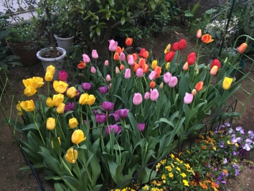 チューリップを花壇や地植えできれいに咲かせる育て方のコツ 家庭菜園インフォパーク