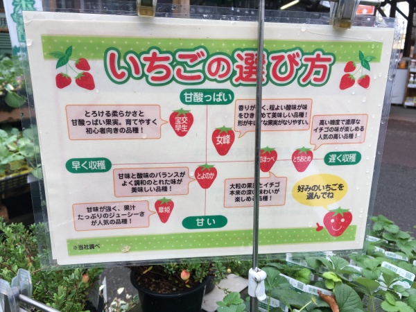 イチゴ栽培 初心者におすすめの育てやすい品種一覧 家庭菜園インフォパーク