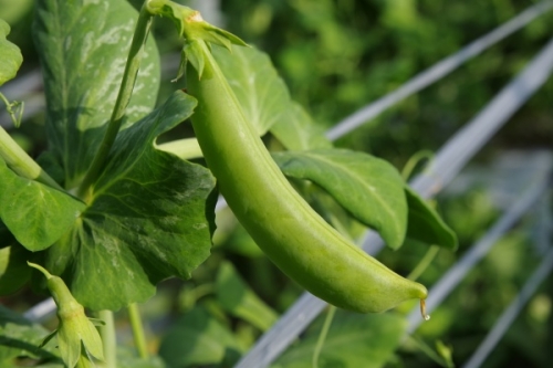 スナップエンドウの育て方 プランター栽培で初心者が収穫できる方法 家庭菜園インフォパーク