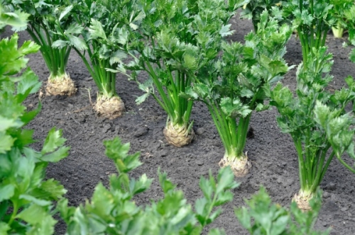 セロリの育て方 プランター栽培で初心者が収穫できる方法 家庭菜園インフォパーク