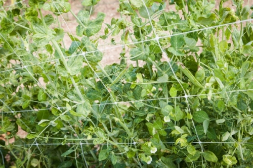 スナップエンドウの育て方 プランター栽培で初心者が収穫できる方法 家庭菜園インフォパーク