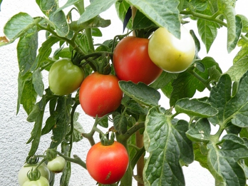 矮性ミニトマトの育て方 プランター栽培で秋から収穫する方法 家庭菜園インフォパーク