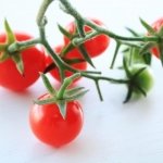 矮性ミニトマトの育て方｜プランター栽培で秋から収穫する方法