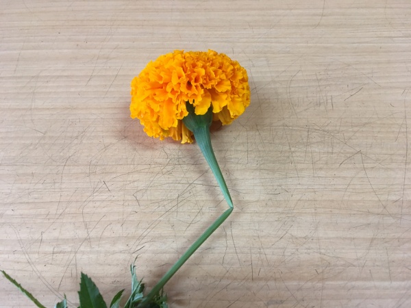マリーゴールドの花束の作り方 最新の切花用品種も紹介 家庭菜園インフォパーク