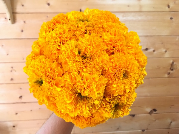 マリーゴールドの花束の作り方 最新の切花用品種も紹介 家庭菜園インフォパーク