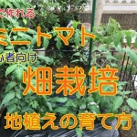ミニトマトの畑栽培｜庭の家庭菜園で初心者ができる方法