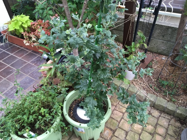 食用菊の育て方 もってのほかを初心者が栽培できる方法 家庭菜園インフォパーク