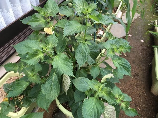 シソの育て方 プランター栽培で初心者が収穫できる方法 家庭菜園インフォパーク