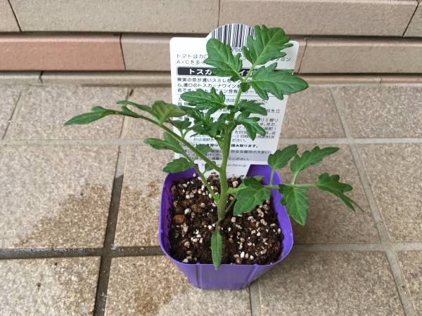 ミニトマトの茎が折れたらどうすればいい ４つの方法 家庭菜園インフォパーク
