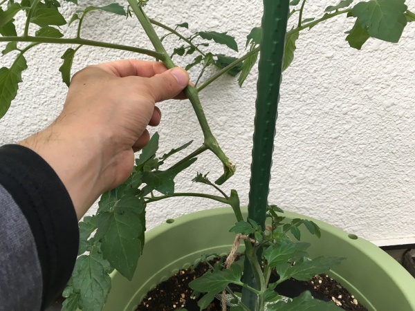 ミニトマトの茎が折れたらどうすればいい ４つの方法 家庭菜園インフォパーク