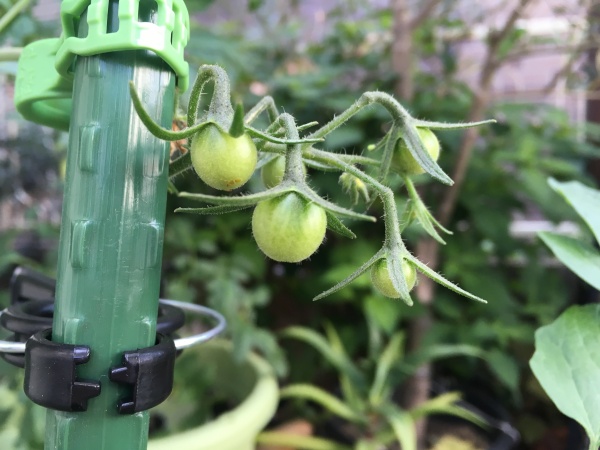 ミニトマトの育て方 プランターで初心者がベランダ栽培できる方法 家庭菜園インフォパーク