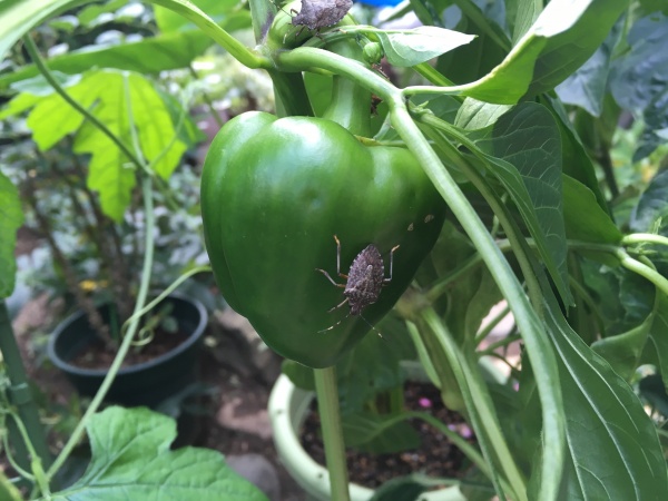 パプリカの育て方 プランター栽培で初心者が収穫する方法 家庭菜園インフォパーク