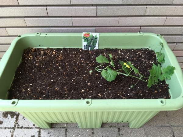 ゴーヤのプランター栽培 マンションのベランダでの育て方 家庭菜園インフォパーク