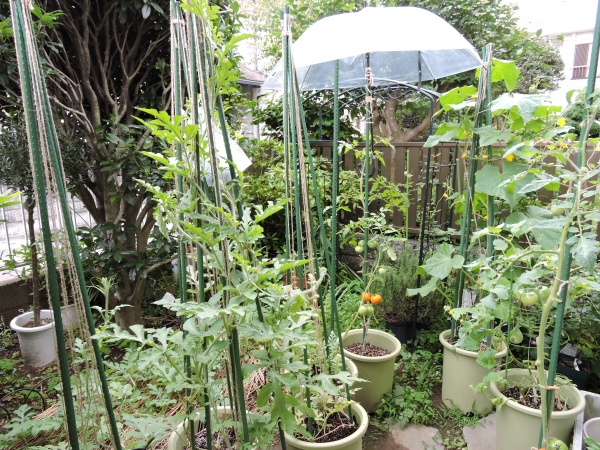 トマト桃太郎の育て方 畑で初心者が栽培できる方法 家庭菜園インフォパーク
