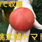 トマト桃太郎の育て方｜畑で初心者が栽培できる方法