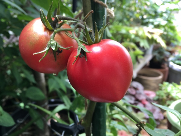 トマト桃太郎の育て方 畑で初心者が栽培できる方法 家庭菜園インフォパーク