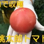 トマト桃太郎の育て方|畑で初心者が栽培できる方法