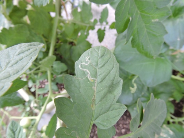 ミニトマト 葉に白い線 ハモグリバエの食害と対処方法 家庭菜園インフォパーク