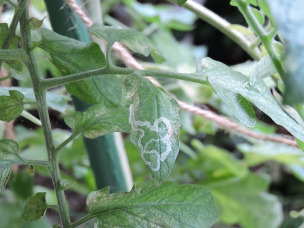 ミニトマト 葉に白い線 ハモグリバエの食害と対処方法 家庭菜園インフォパーク