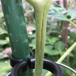 ミニトマトの茎が縦に割れる理由と収穫への影響｜めがね茎