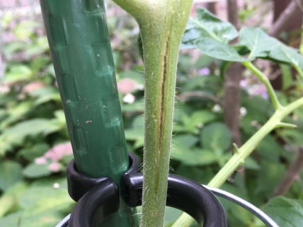 ミニトマトの茎が縦に割れる理由と収穫への影響 めがね茎 家庭菜園インフォパーク