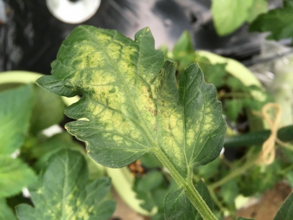 ミニトマト葉の茶色い斑点 トマト斑点病 の原因と対処法 家庭菜園インフォパーク