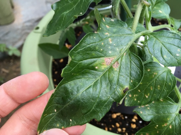 ミニトマト葉の茶色い斑点 トマト斑点病 の原因と対処法 家庭菜園インフォパーク