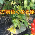 ミニトマト葉が黄色くなる６つの原因と対処方法