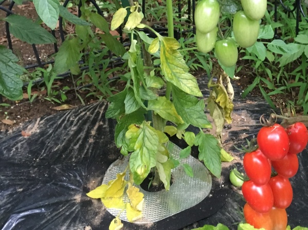 ミニトマト葉が黄色くなる６つの原因と対処方法 家庭菜園インフォパーク