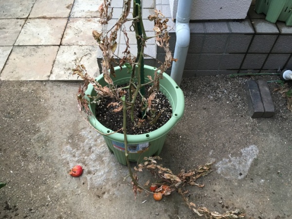 ミニトマトの茎のブツブツ イボイボは気根の出始め 原因と対策 家庭菜園インフォパーク