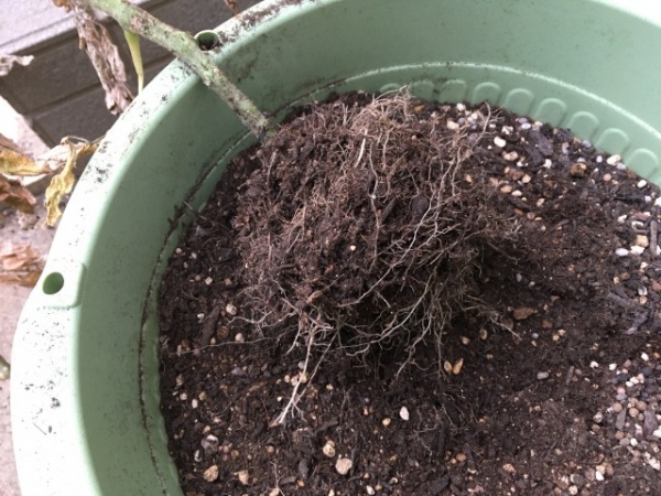 ミニトマトの茎が細い理由と対処法 プランター 畑の違い 家庭菜園インフォパーク