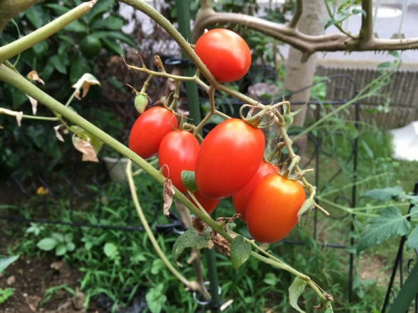 ミニトマトの茎のブツブツ イボイボは気根の出始め 原因と対策 家庭菜園インフォパーク