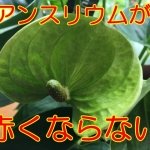 アンスリウムが赤くならない理由｜緑や薄ピンク・白いまま
