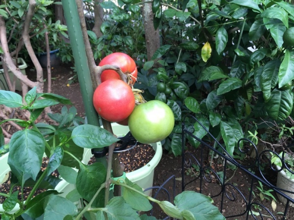 トマトの葉を切る切らないの見極め方 葉切りと摘葉の違い 家庭菜園インフォパーク