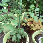 ミニトマトの茎が細い理由と対処法！プランター&畑の違い