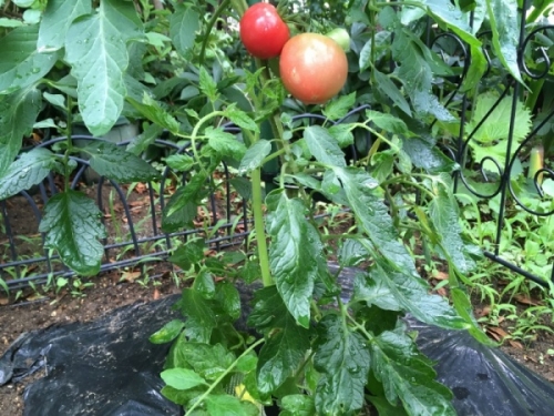 トマトの葉を切る切らないの見極め方 葉切りと摘葉の違い 家庭菜園インフォパーク