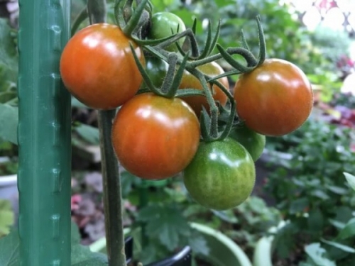 一人暮らしのミニトマト栽培 ベランダ収穫最強マニュアル 家庭菜園インフォパーク