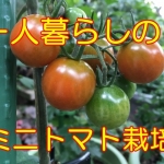 一人暮らしのミニトマト栽培！ベランダ収穫最強マニュアル