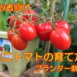 ミニトマトの育て方！プランターで初心者がベランダ栽培できる方法