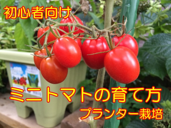 ミニトマトの育て方 プランターで初心者がベランダ栽培できる方法