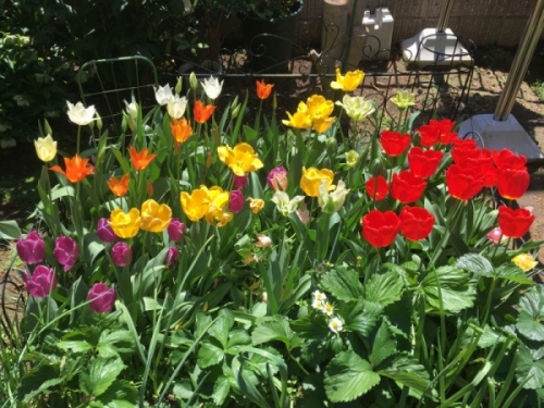 4月のチューリップの育て方と栽培のコツ 春 家庭菜園インフォパーク