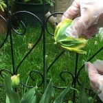 5月のチューリップの育て方と栽培のコツ